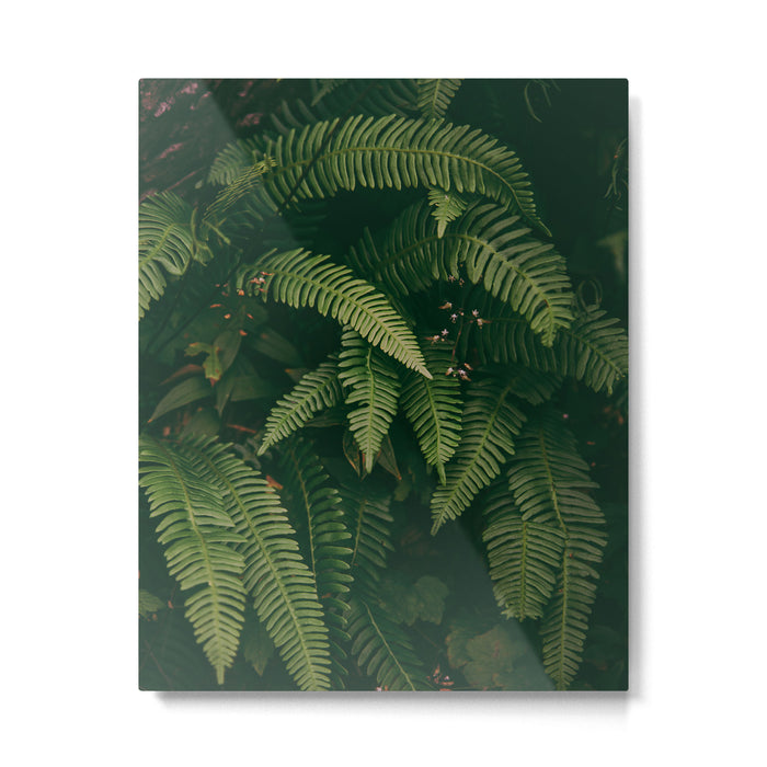 Ferns X Metal Print Gallery Image 1