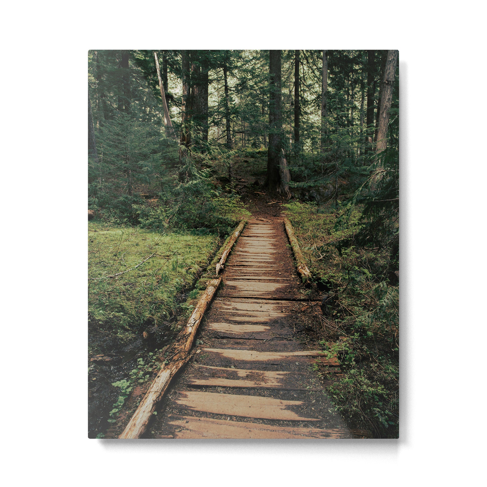Follow Me II Metal Print Gallery Image 4