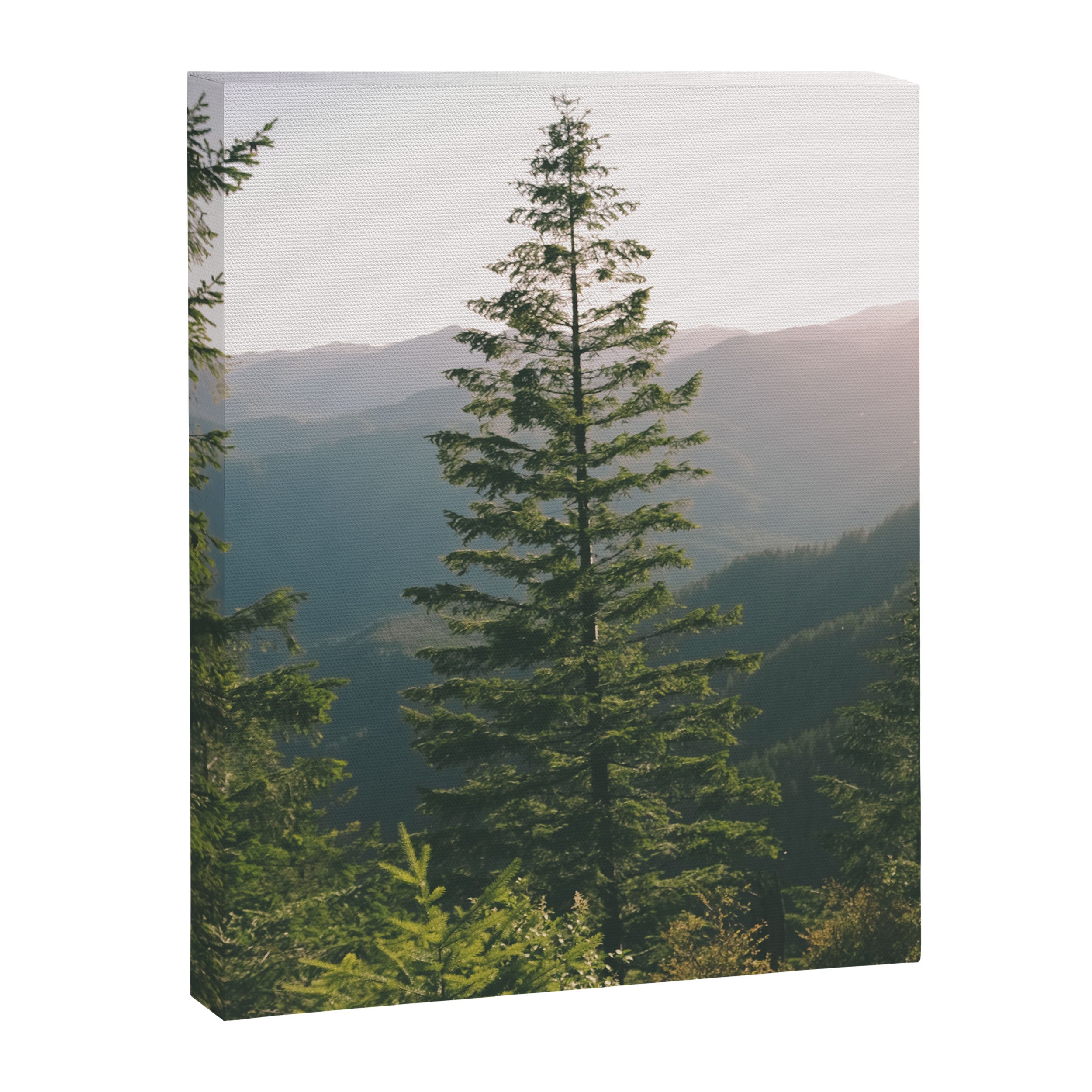Forest IV Canvas Print Gallery Image 6