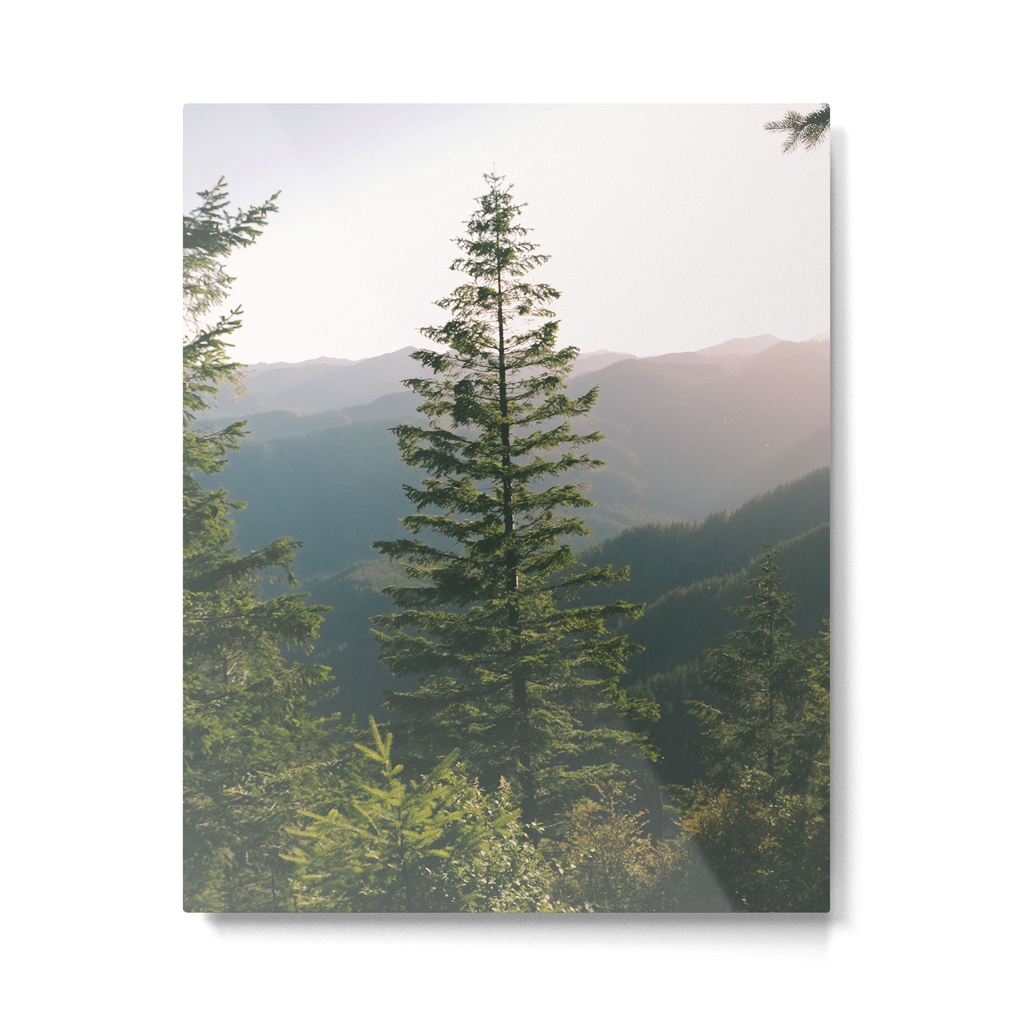 Forest IV Metal Print Gallery Image 4