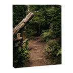 Forest Path Canvas Print Gallery Image 6