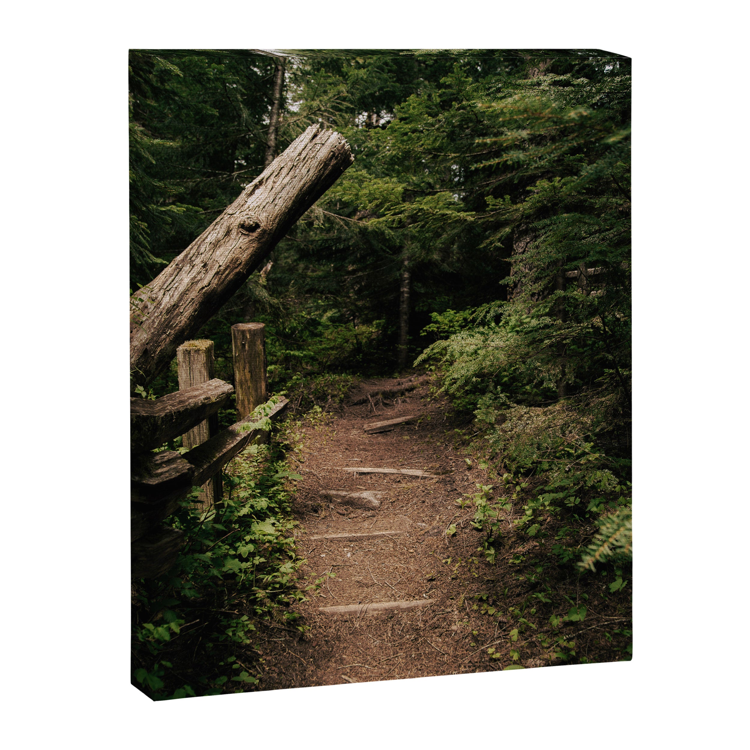 Forest Path Canvas Print Gallery Image 6