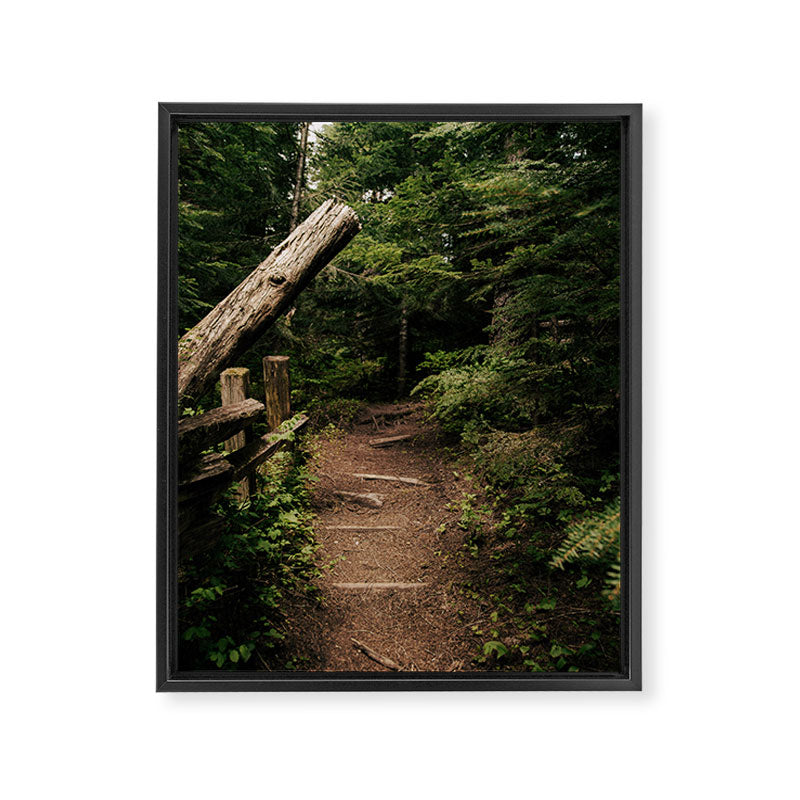 Forest Path Framed Canvas Print Gallery Image 6