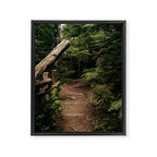 Forest Path Framed Canvas Print Gallery Image 6