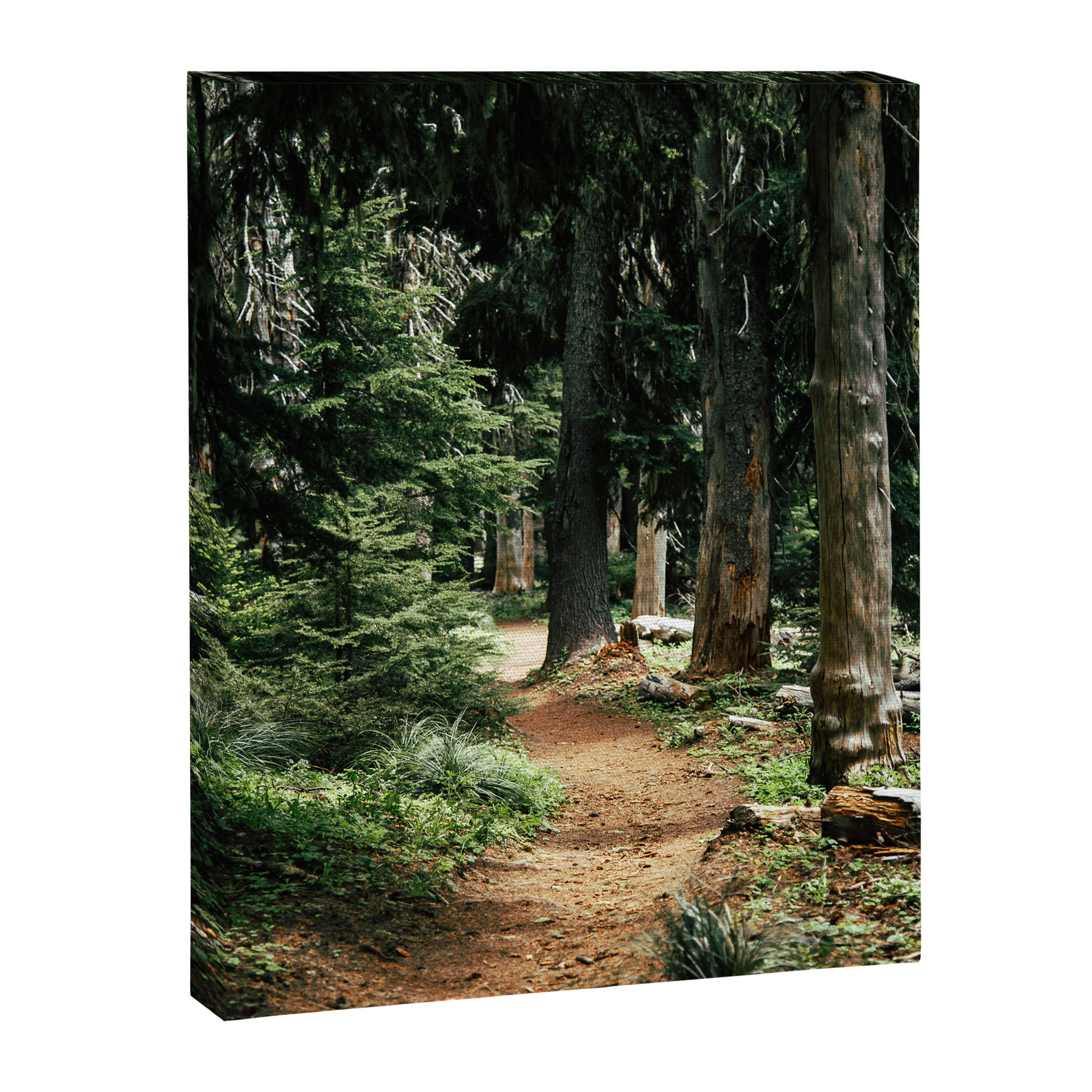 Forest Trail Canvas Print Gallery Image 6