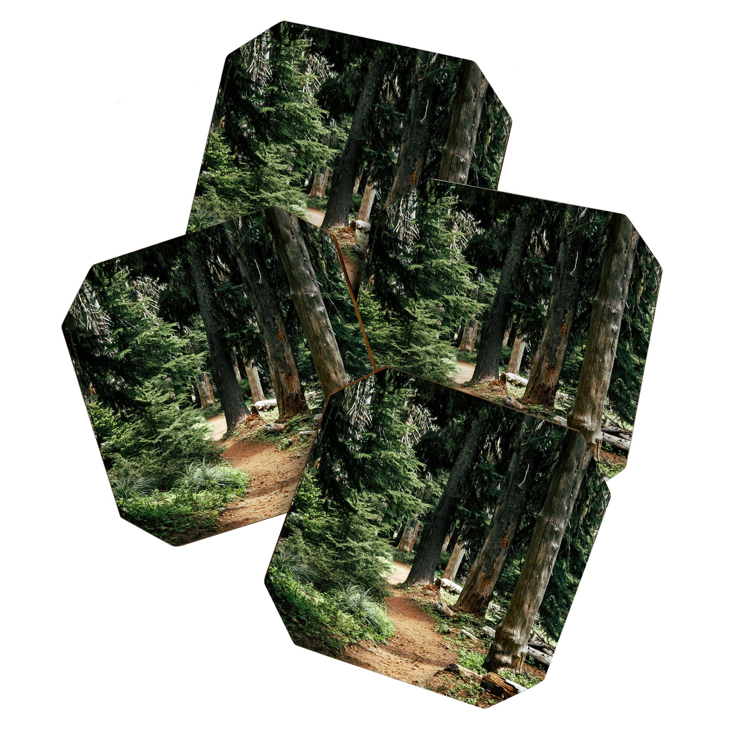 Forest Trail Coaster Gallery Image 1