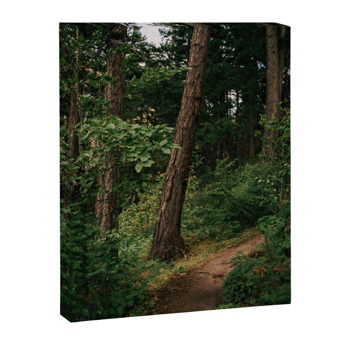 Forest Trail II Canvas Print Gallery Image 1