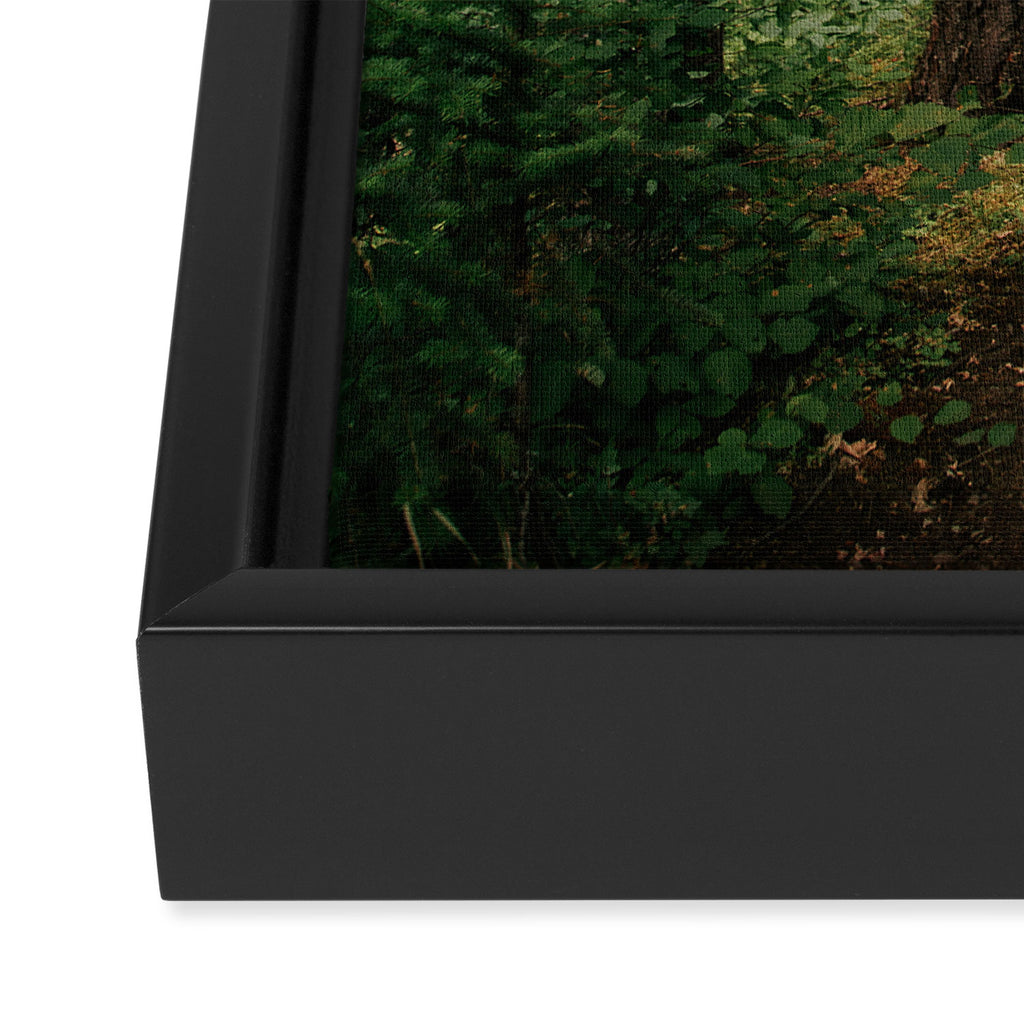 Forest Trail II Framed Canvas Print Gallery Image 3