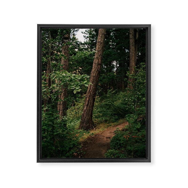 Forest Trail II Framed Canvas Print Gallery Image 6