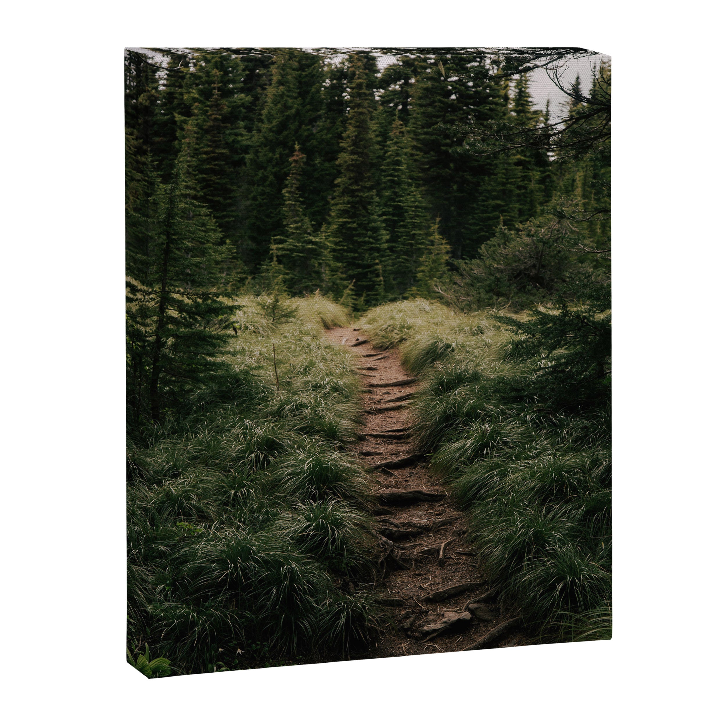 Forest Trail III Canvas Print Gallery Image 6