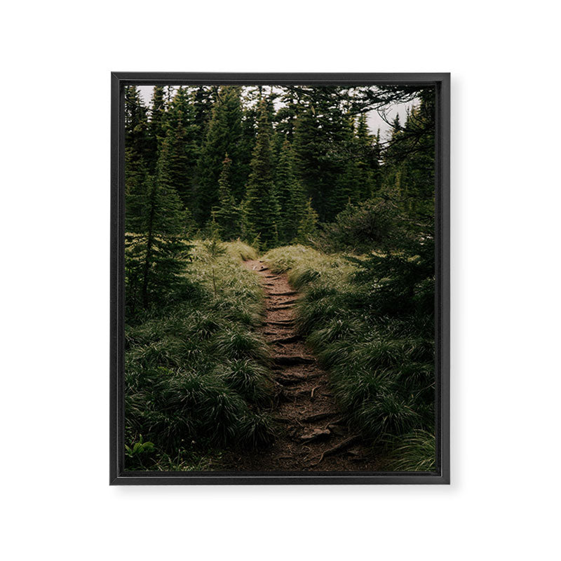 Forest Trail III Framed Canvas Print Gallery Image 6