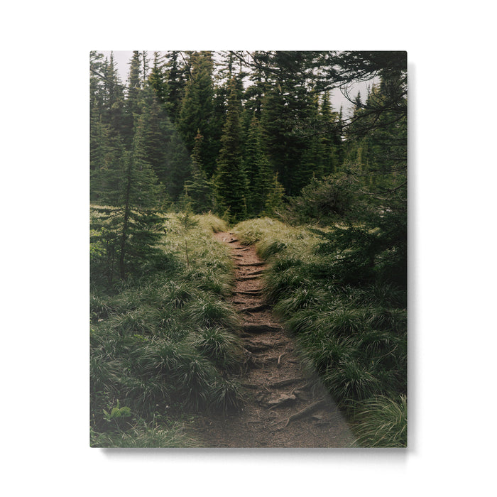 Forest Trail III Metal Print Gallery Image 1
