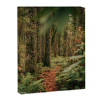 Forest Trail IV Canvas Print Gallery Image 6