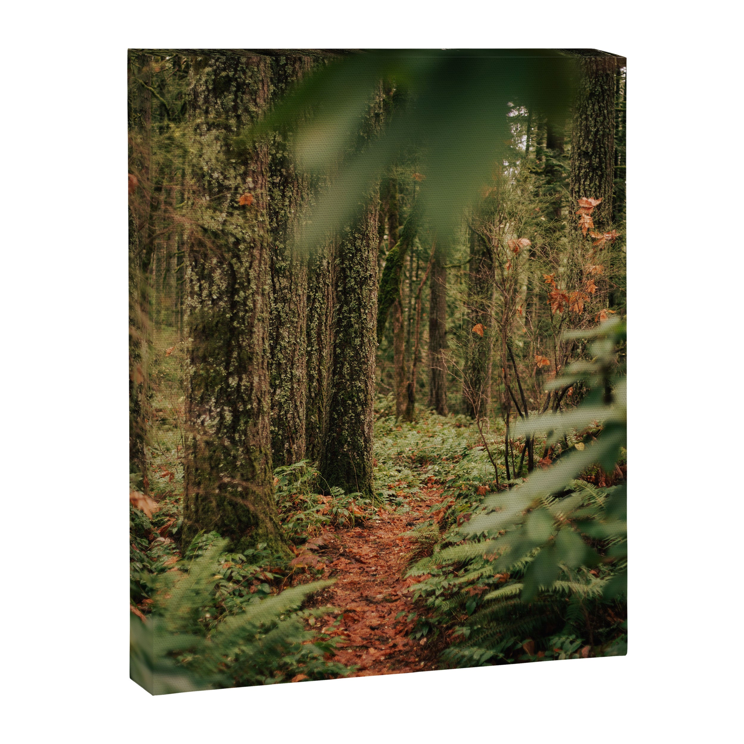 Forest Trail IV Canvas Print Gallery Image 6