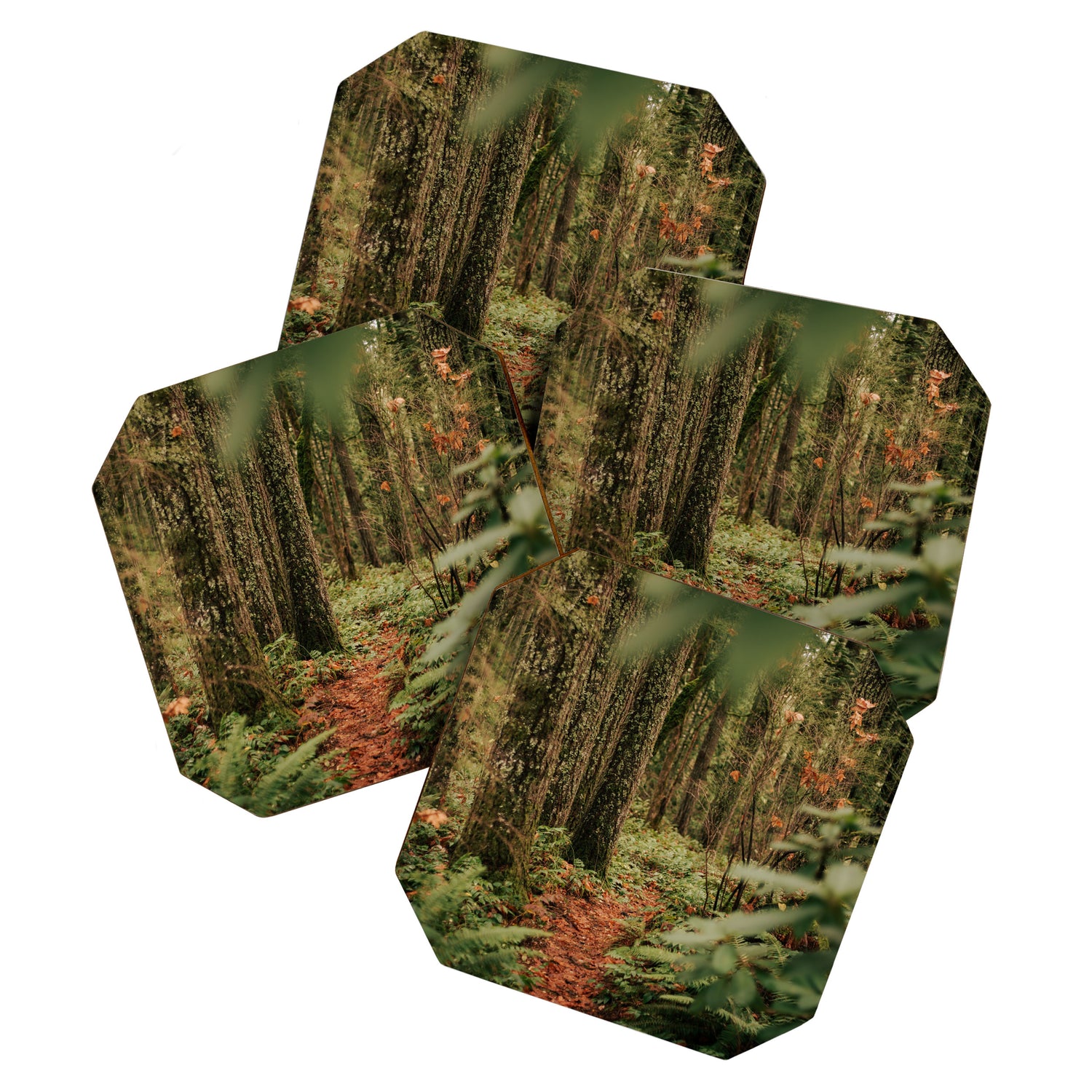 Forest Trail IV Coaster Gallery Image 1