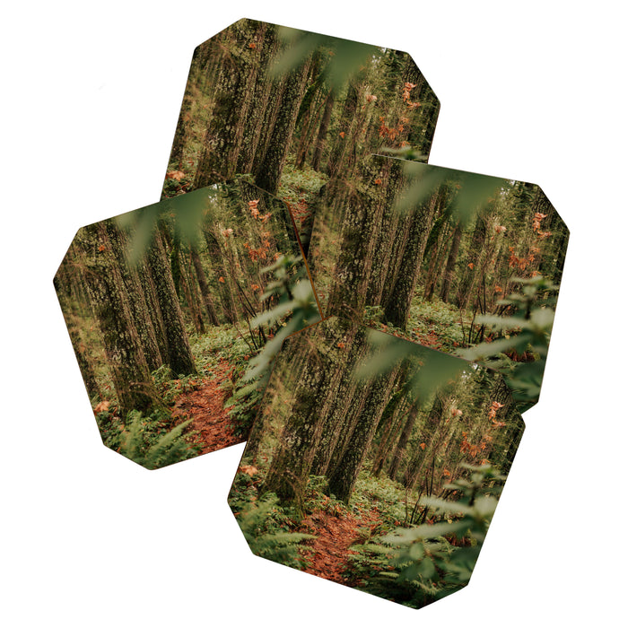Forest Trail IV Coaster Gallery Image 1