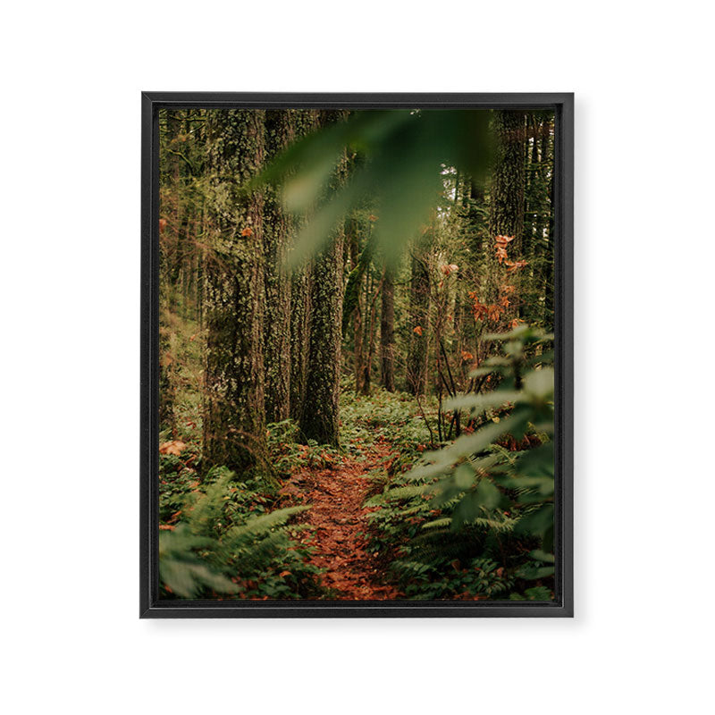 Forest Trail IV Framed Canvas Print Gallery Image 6