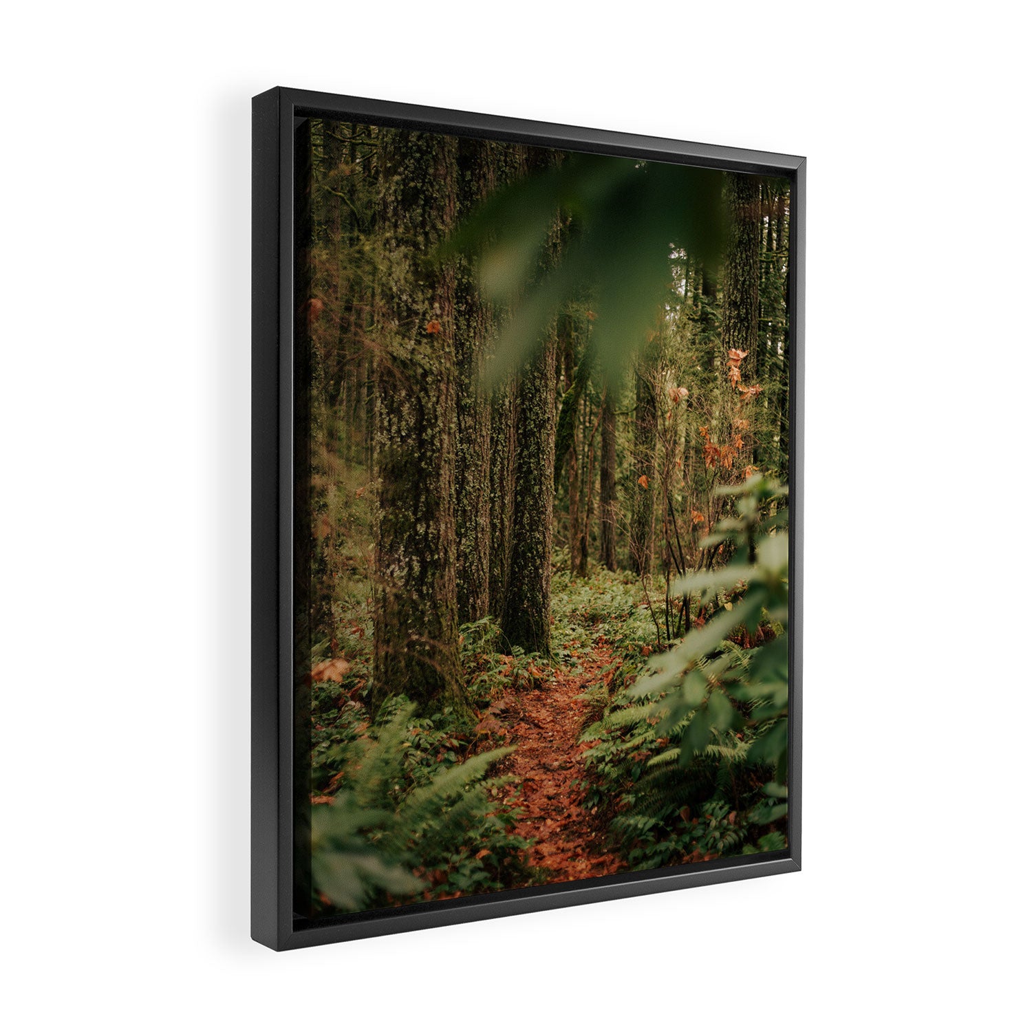 Forest Trail IV Framed Canvas Print Gallery Image 2
