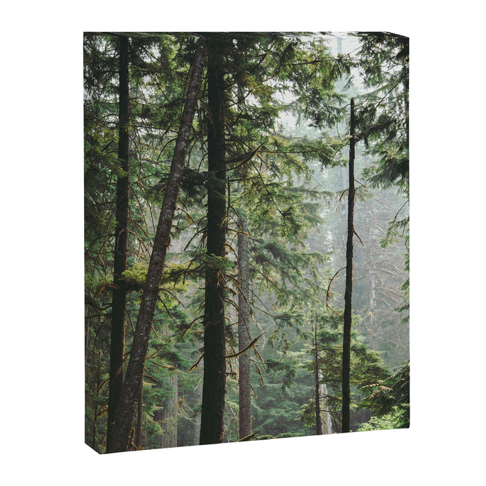Forest VIII Canvas Print Gallery Image 1