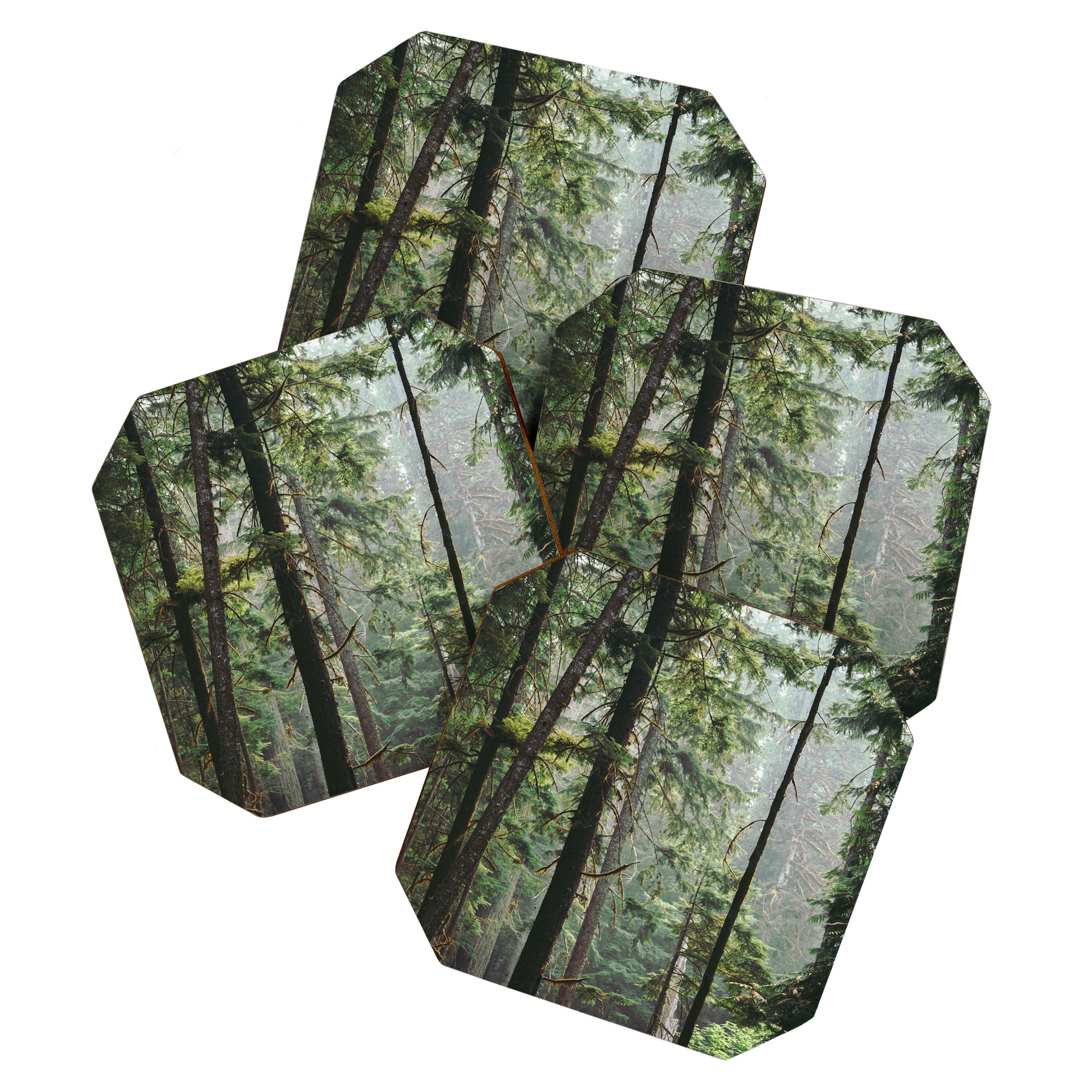 Forest VIII Coaster Gallery Image 1