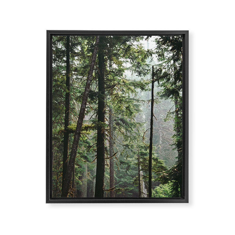 Forest VIII Framed Canvas Print Gallery Image 6