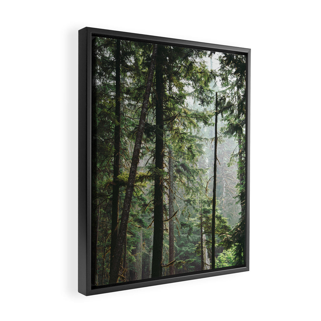 Forest VIII Framed Canvas Print Gallery Image 2