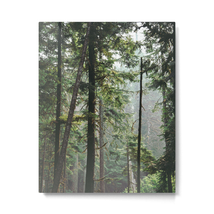Forest VIII Metal Print Gallery Image 1