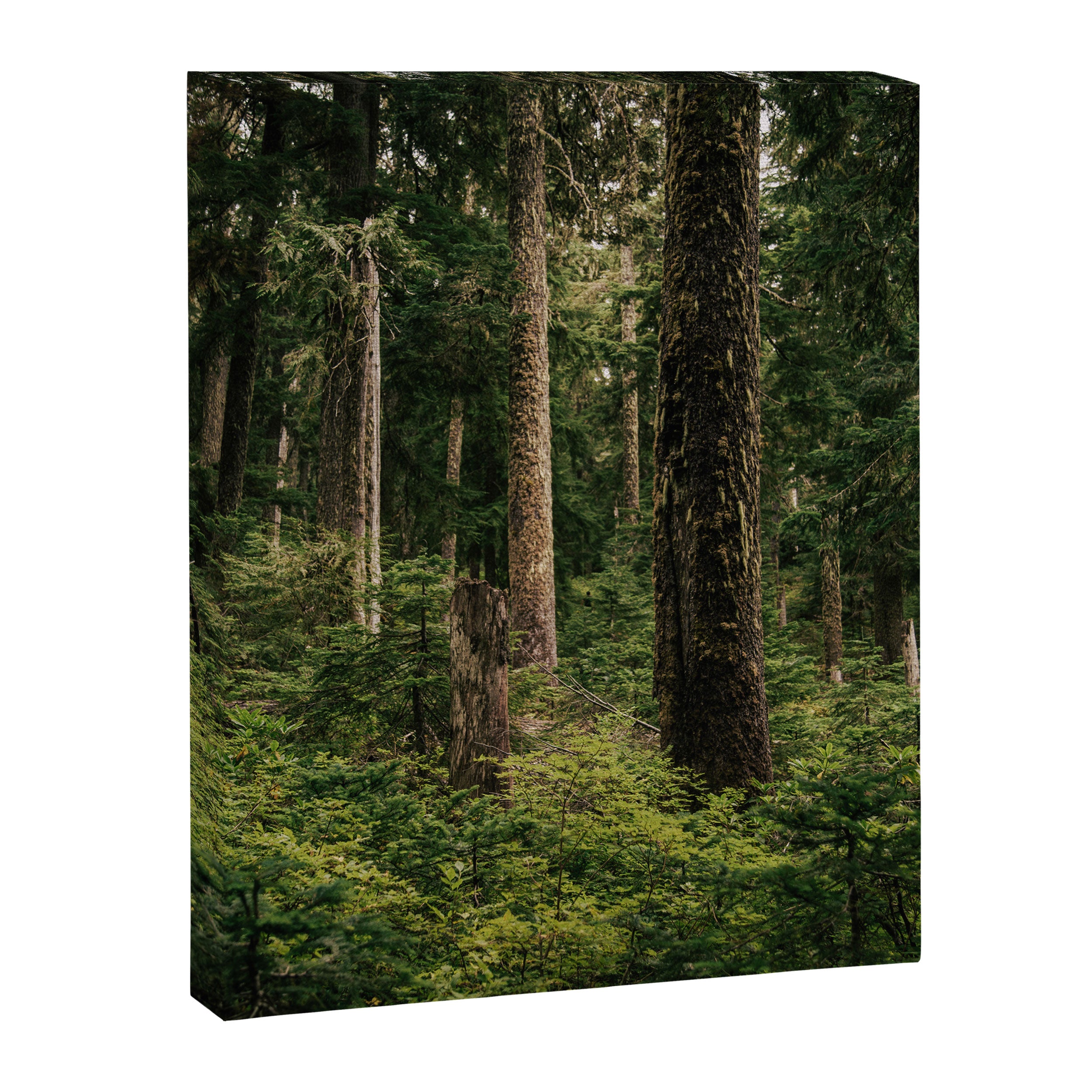 Green Forest Canvas Print Gallery Image 6