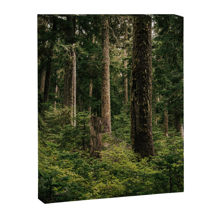 Green Forest Canvas Print Gallery Image 1