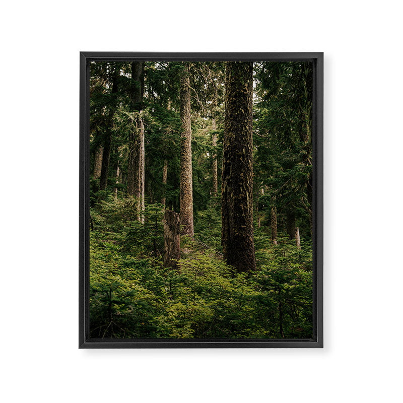 Green Forest Framed Canvas Print Gallery Image 6