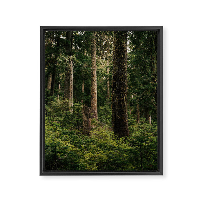 Green Forest Framed Canvas Print Gallery Image 1
