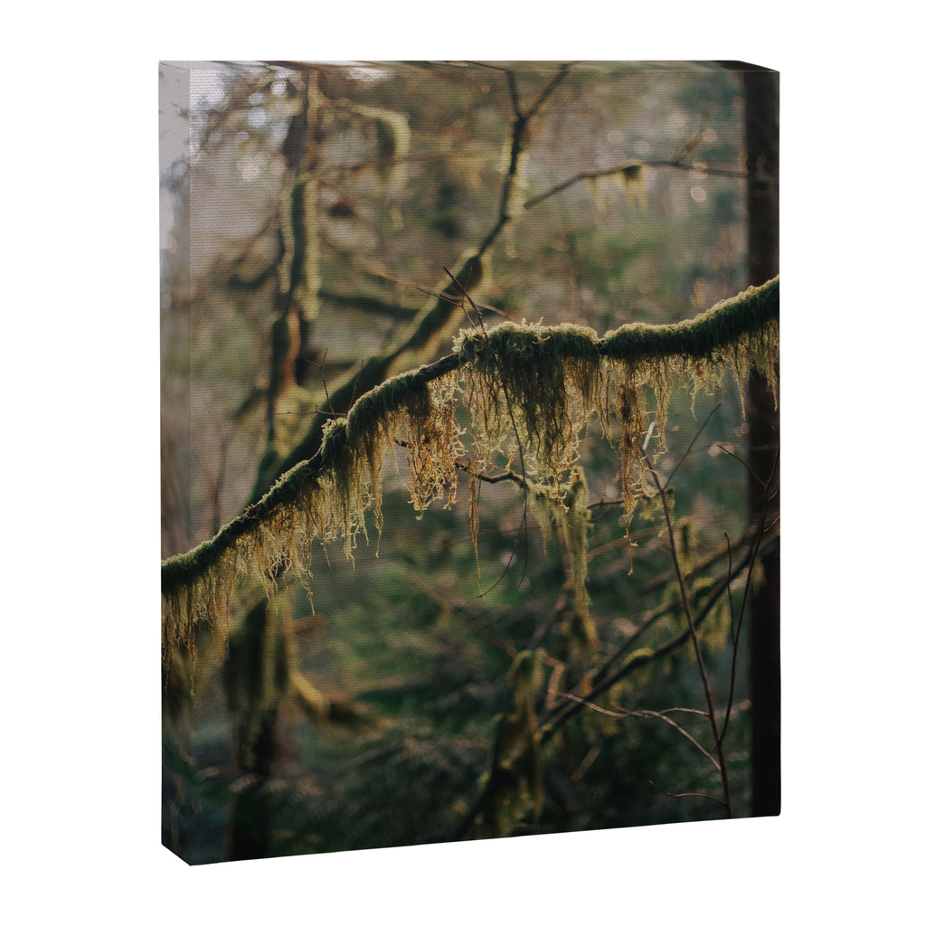 Hanging Moss Canvas Print Gallery Image 6