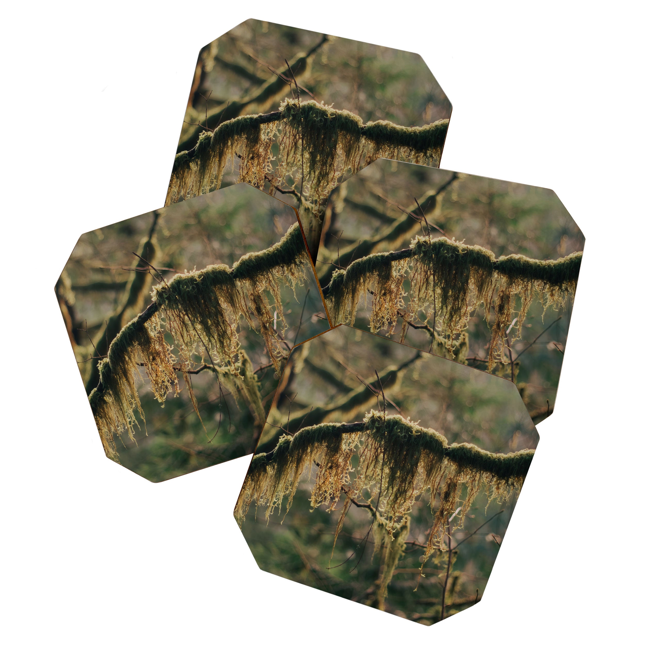 Hanging Moss Coaster Gallery Image 1