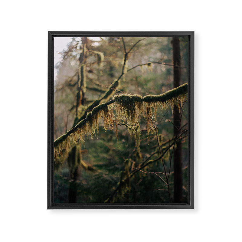 Hanging Moss Framed Canvas Print Gallery Image 6