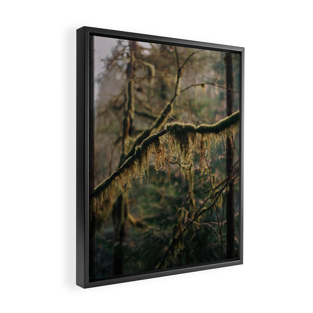 Hanging Moss Framed Canvas Print Gallery Image 2