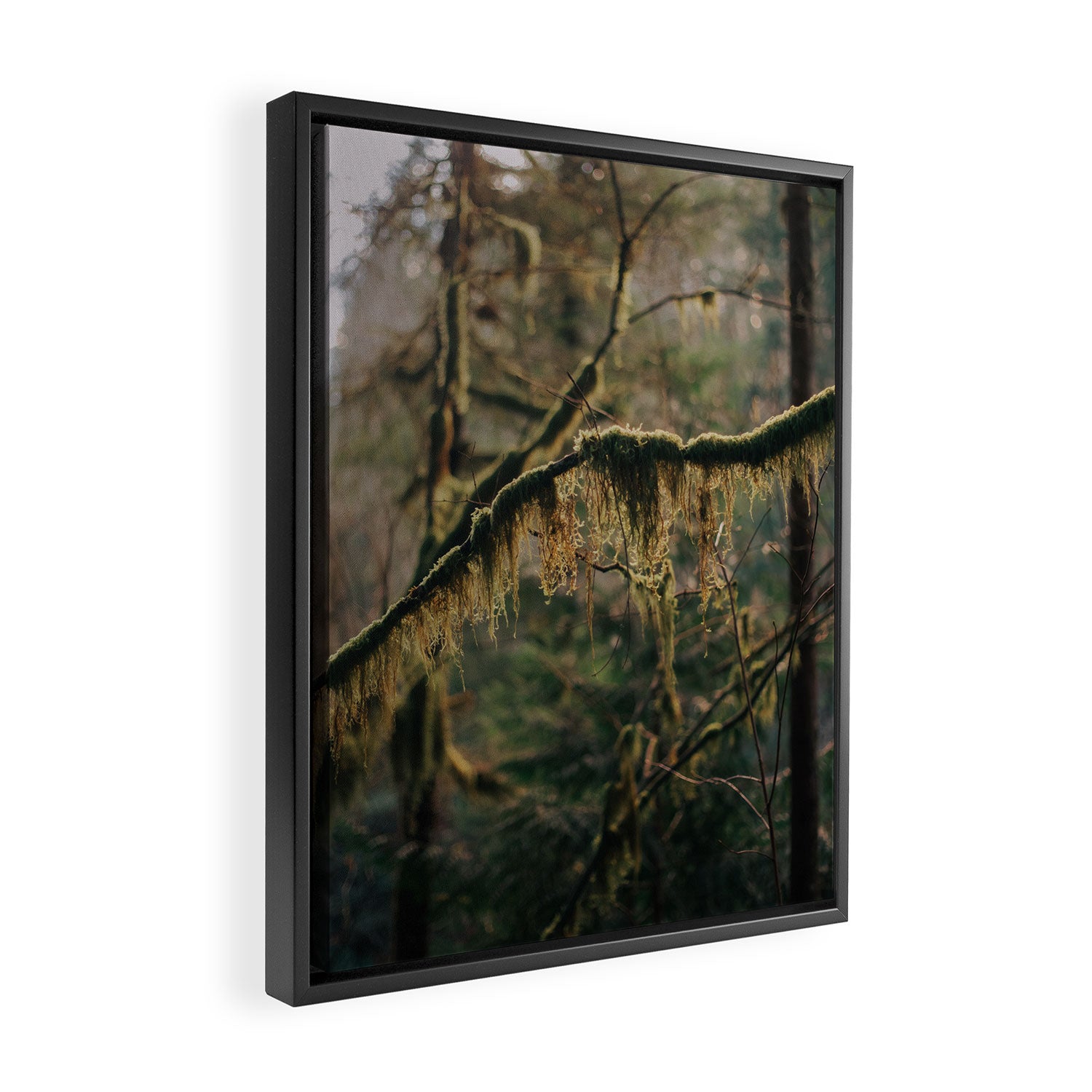Hanging Moss Framed Canvas Print Gallery Image 2