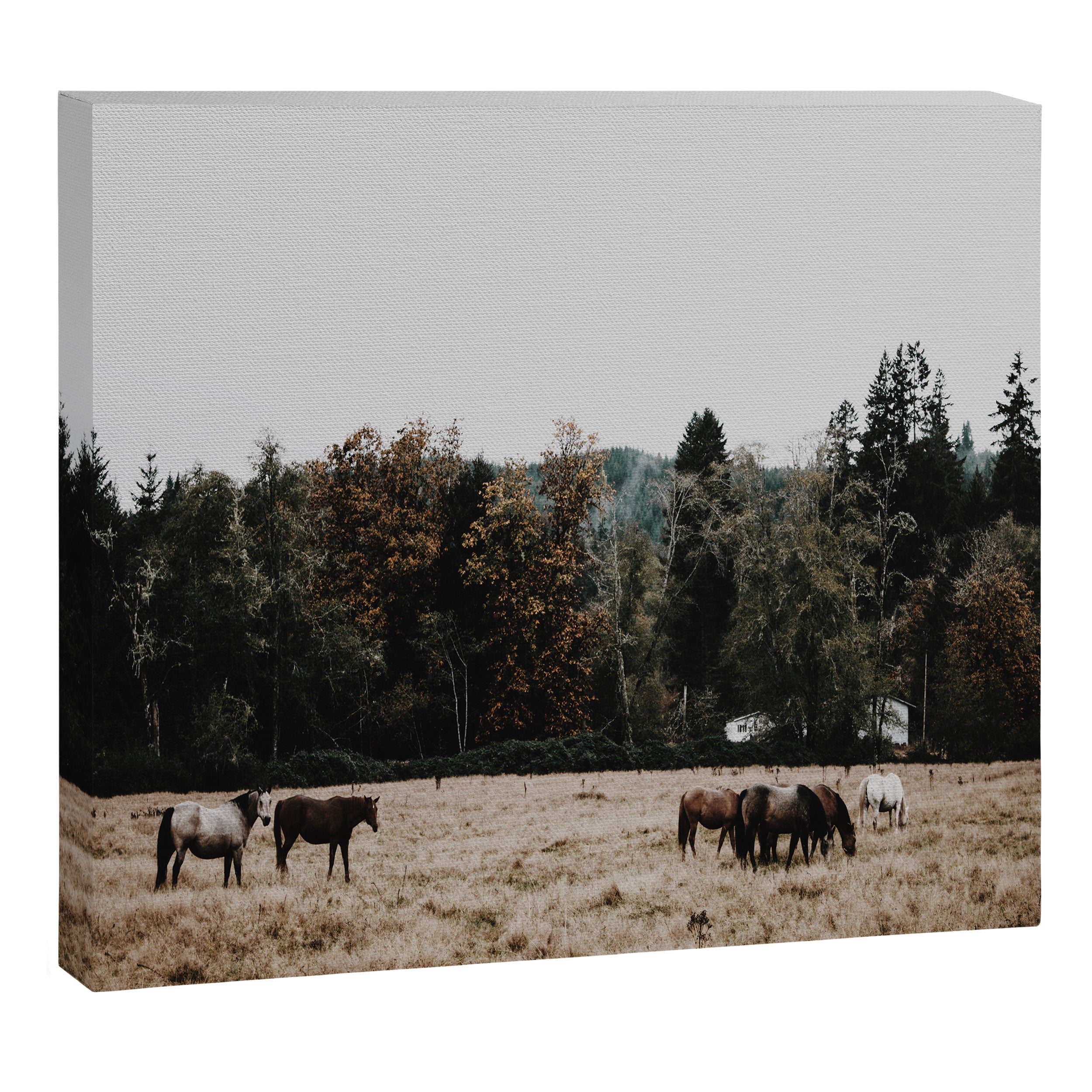 Horses Canvas Print Gallery Image 12