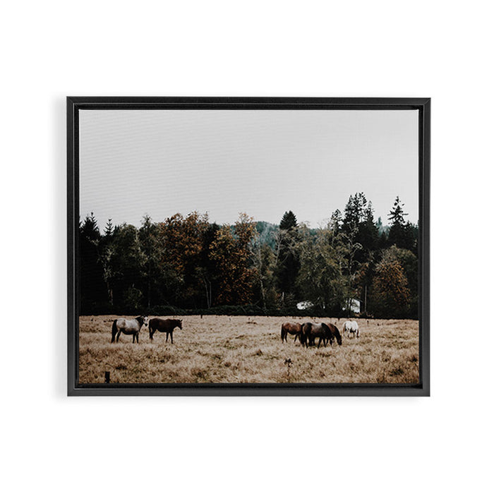 Horses Framed Canvas Print Gallery Image 1