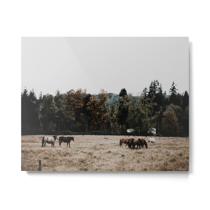 Horses Metal Print Gallery Image 1