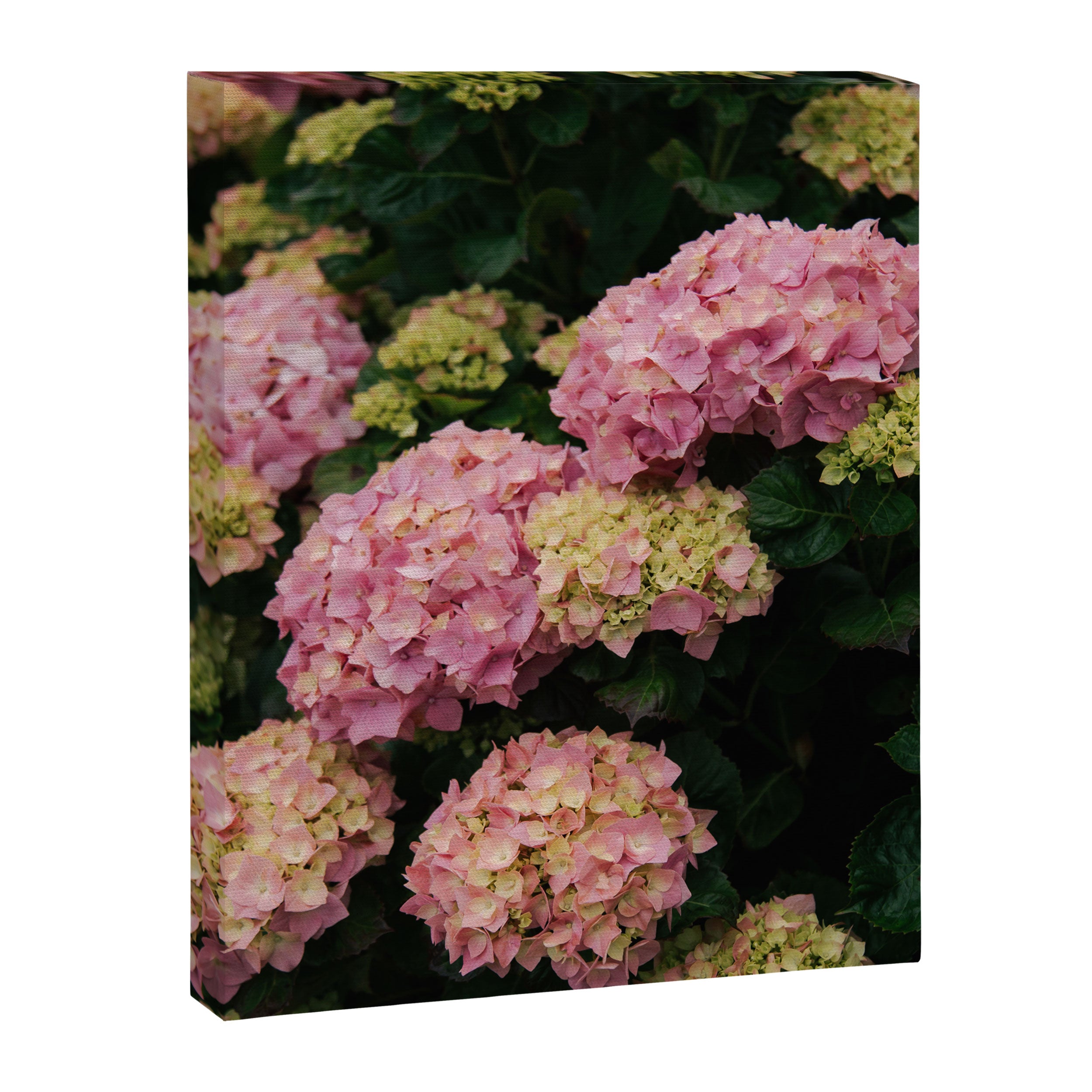 Hydrangeas Canvas Print Gallery Image 6
