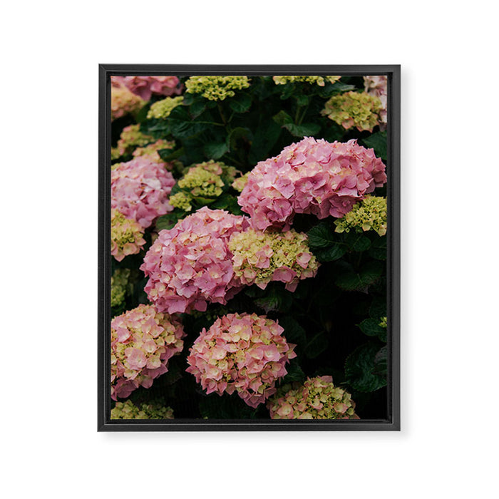 Hydrangeas Framed Canvas Print Gallery Image 1