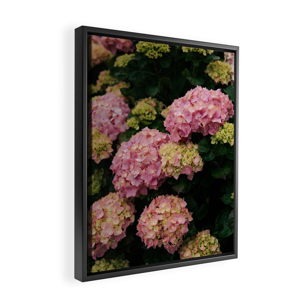 Hydrangeas Framed Canvas Print Gallery Image 2