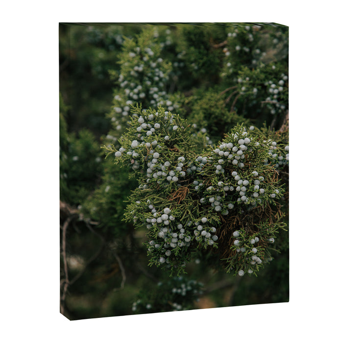 Juniper Canvas Print Gallery Image 1