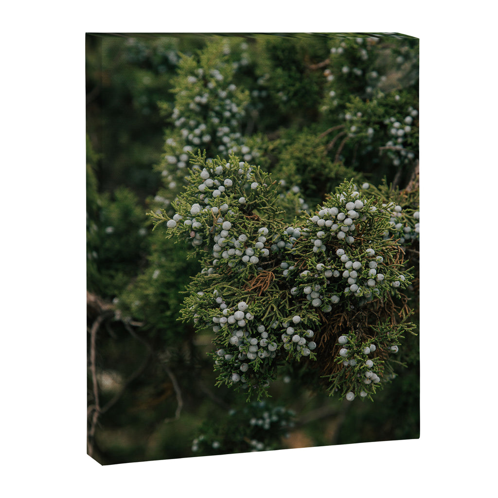 Juniper Canvas Print Gallery Image 6