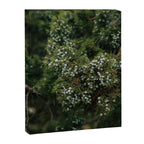 Juniper Canvas Print Gallery Image 6