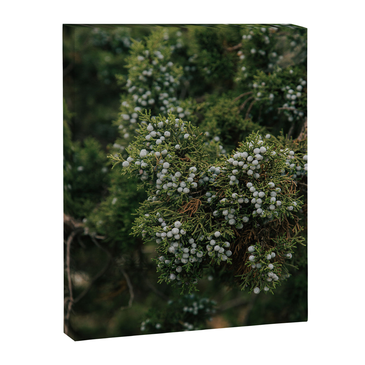 Juniper Canvas Print Gallery Image 6
