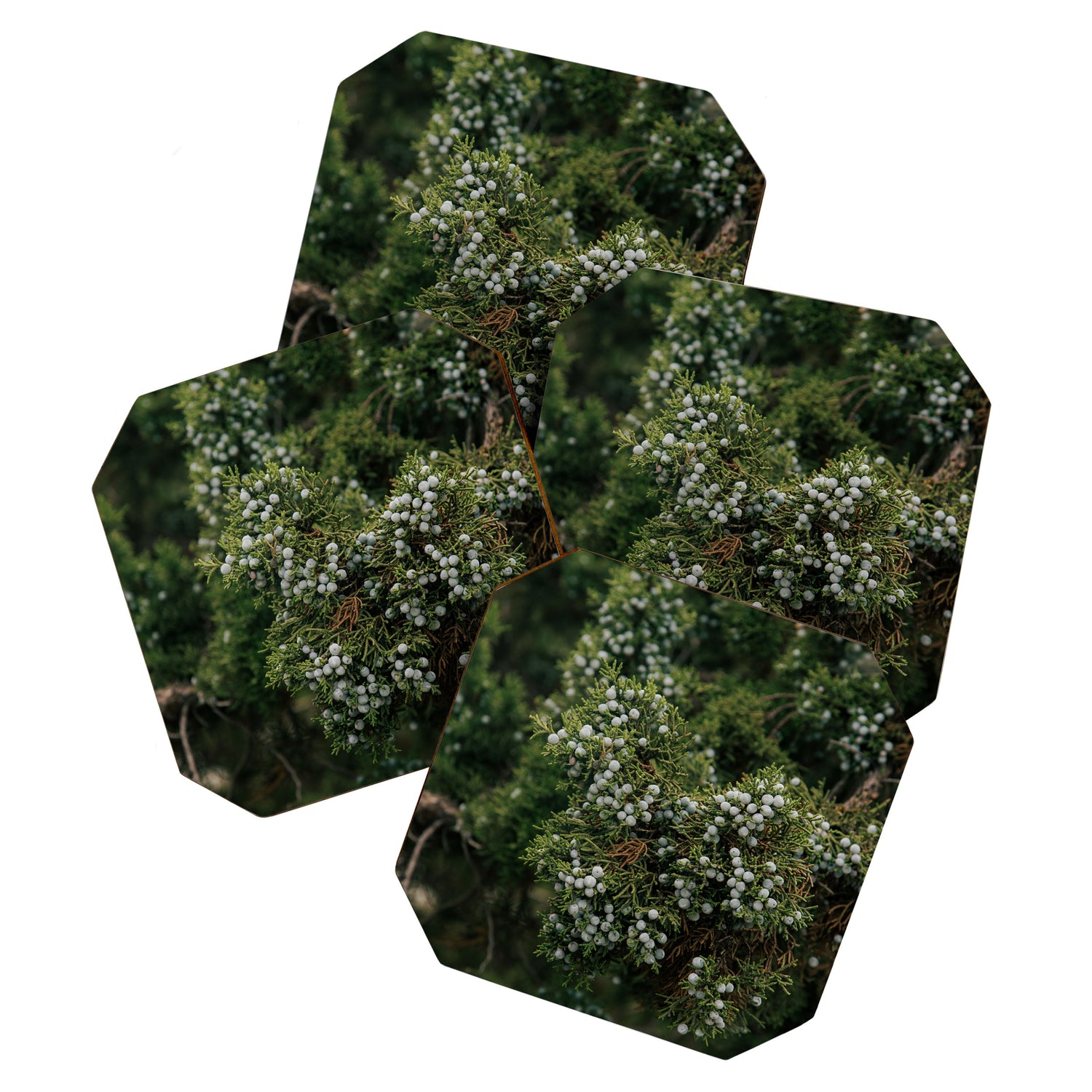 Juniper Coaster Gallery Image 1