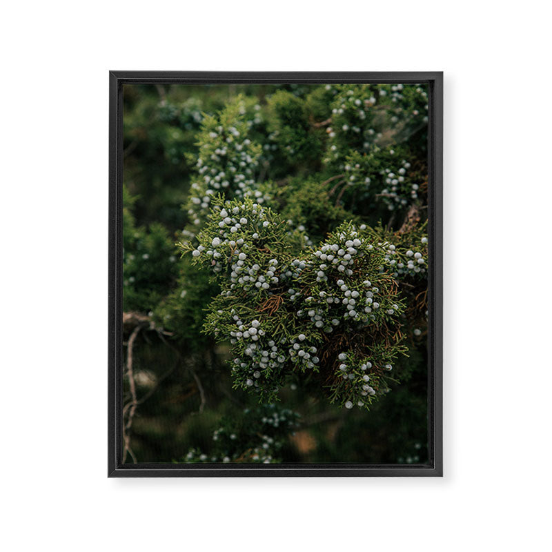 Juniper Framed Canvas Print Gallery Image 6