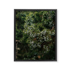 Juniper Framed Canvas Print Gallery Image 6