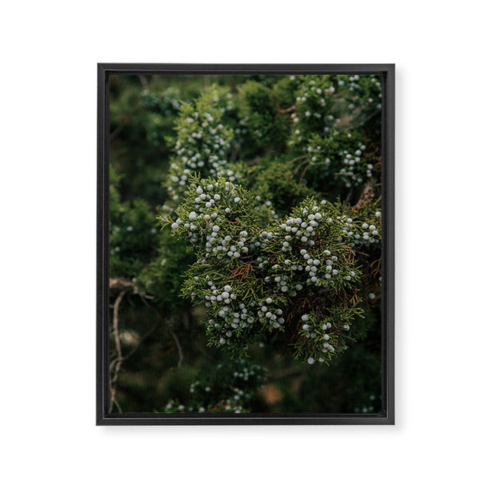 Juniper Framed Canvas Print Gallery Image 1